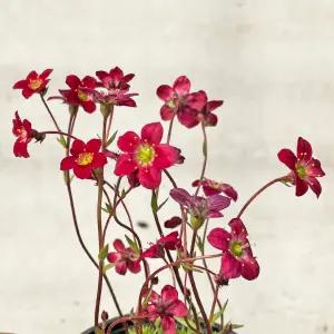 운간초 삭스프라가 소형 꽃모종 야생화 봄꽃 화초키우기