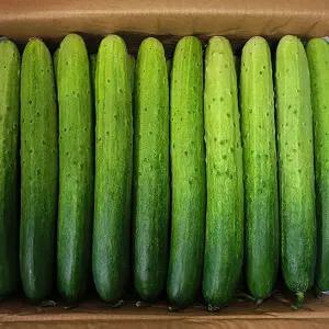 백오이 특품 백다다기 3kg 13~18개 국내산 수분가득 신선한