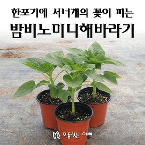 작은키의 한포기에 서너개의 꽃이 피는 밤비노미니해바라기 모종
