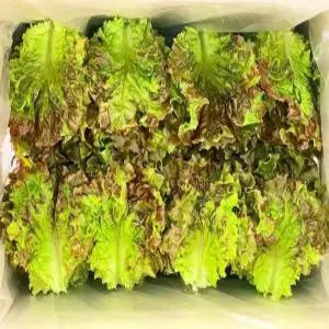 (쌈바쌈바) 산지 꽃상추 1,2,4kg [국산:경남고성군]