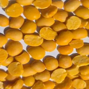 호주산 루피니빈 1kg 루피니빈 콩 루핀콩 고대곡물