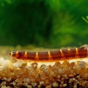 나나아쿠아 열대어 쿨리로치 2마리