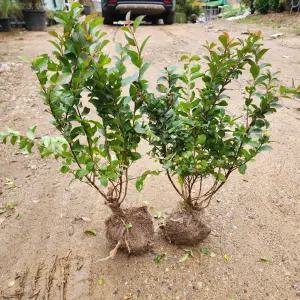 나무언니 배롱나무 묘목 미니백일홍 4년생 개화주 백일홍