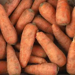 [시온]국내산 제주구좌 흙당근 2kg 왕/특/상/중