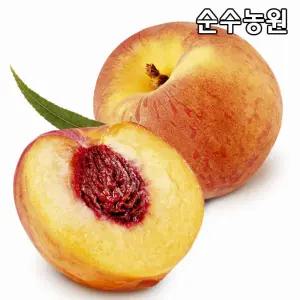 복숭아나무 묘목, 황도(엘바트) 결실주 R4cm(분) 1개/조생종/유실수/과실수