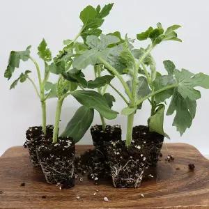 [장보리]애플수박 모종 키우기 5주 미니텃밭