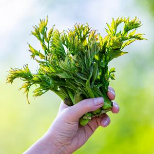 국내산 땅두릅 500g 1kg 노지 두릅 봄 제철 나물 채소