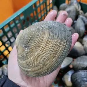 국내산 생물 개조개 대합 1kg(3~4미)