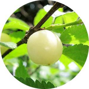 백앵두 묘목 / 대과종 최신품종 화이트앵두
