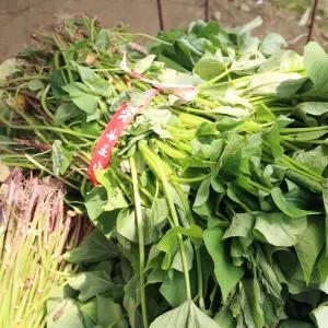 알담 해남 꿀 호박 밤 고구마 모종 3kg 고구마순