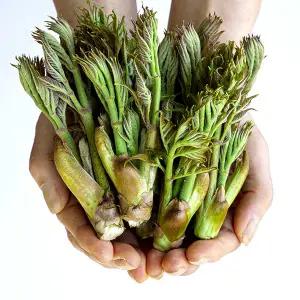 [롯데백화점]고창베리세상 [베리세상] 국내산 자연산 참두릅(산두릅) 원순 대품 1kg