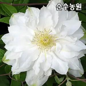 클레마티스 모종, 이사고 10cm사각화분 1개/큰꽃으아리/덩굴식물