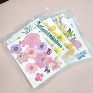 압화 드라이플라워 컬러믹스 압화꽃 생화 잎 누름꽃