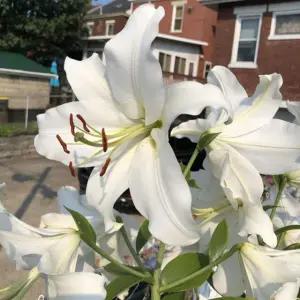 백합구근 레이디 엘리스 2구 야생화 구근 노지월동 저온처리 꽃씨앗 구근 (PM)