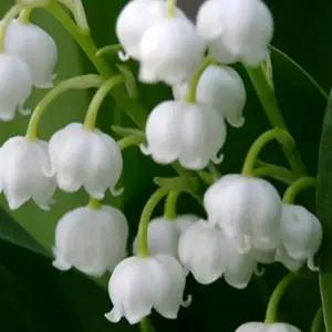 은방울 모종/은방울꽃/ 비닐포트묘 /세개묶음   GC099