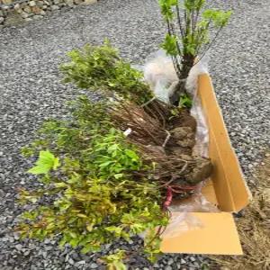 연산홍 철죽 철쭉 시장 노지월동 봄꽃 키우기 (연산홍 H0.4 5주)