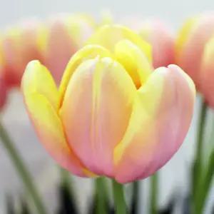 튤립 구근 (망고참) 10개