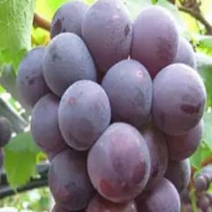 묘목/포도나무-거봉-4~5년생 / 결실주  TN227