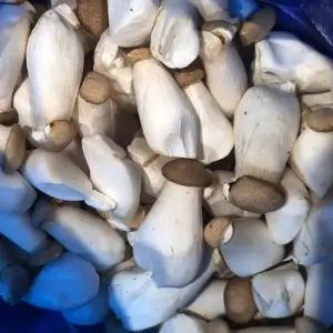 국내산 미니 새송이버섯 2kg