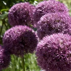 알리움 핀볼위자드  구근 2구 노지월동 식물 다년생 꽃 키우기 봄꽃 화단 정원 B05