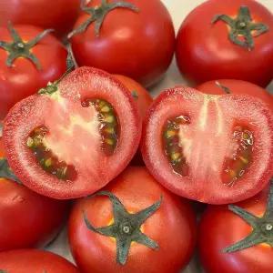 국내산 완숙토마토 로얄 중과 1.5kg