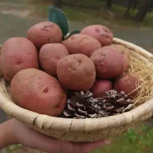 국내산 감자 홍감자 대 5kg