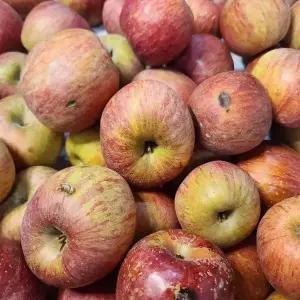 [아침이슬농원] 주스용 사과 5kg 심한 흠 멍 점박이 주글이 수분빠짐 미색 파지 요리 가공용(반품,교환 X)