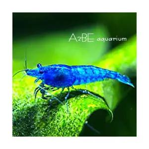 [에이투비]블루벨벳 쉬림프 새우 / 1~1.5cm전후 / 1마리