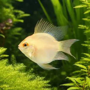 골든볼 라미네지 2마리