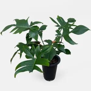 플로리다 뷰티 중대형 관엽식물 실내공기정화 인테리어 대형 식물 모종