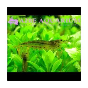 [에이투비]이끼제거 야마토 새우 / 1-2cm / 3 마리 세트