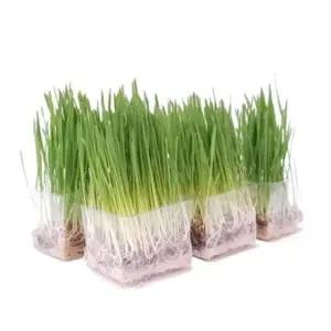 5개+창문걸이화분 멀티팩 캣그라스 직접키운 데일리