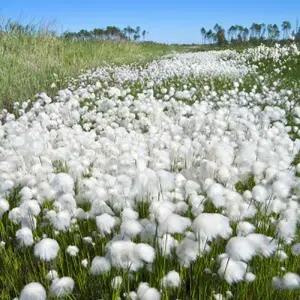 CPL 아로마 프래그런스 오일 코튼 블라썸 100ml