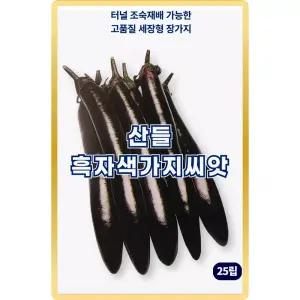 산들 흑자색 가지 씨앗 25립 조숙재배 가능한 고품질 가지씨 종자