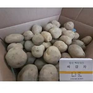 강원농산 씨감자 두백 4kg 보급종 감자씨