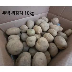 강원농산 씨감자 두백 10kg 보급종 감자씨