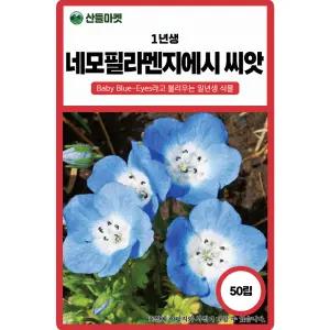 네모필라 씨앗 50립 멘지에시 1년생 꽃씨 종자