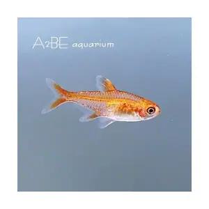 [에이투비]엠버 테트라 / 1.5cm전후 / 5마리