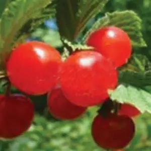 대홍앵 앵두나무-슈퍼앵두 왕앵두 묘목  결실주 HK198