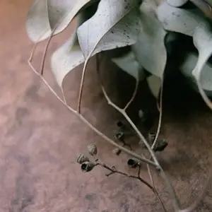 CPL 아로마 유칼립투스 프래그런스 오일 EUCALYPTUS 100ml