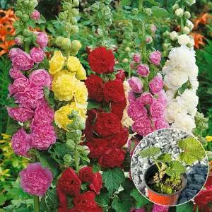 다목농원 겹접시꽃 모종 더블 컬렉션 레드 옐로우 핑크 화이트 야생화