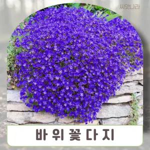 (씨앗나라) 포복성잔디 바위꽃다지 블루 씨앗 10립