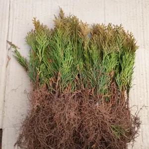 연세원예 에메랄드그린 삽목2년생 묘목 10주