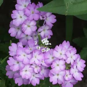 어린모종 버베나 투스카니 라벤더피코티 8cm분