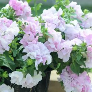 어린모종 페츄니아 더블 케스케이드 오키드미스트 8cm분