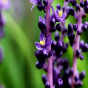 맥문동 씨앗 100 립, 1개 채소씨앗 약초씨앗 야생화종자(jg)