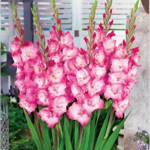 구근 글라디올러스 페어리테일 핑크 1구(구근둘레12/14)