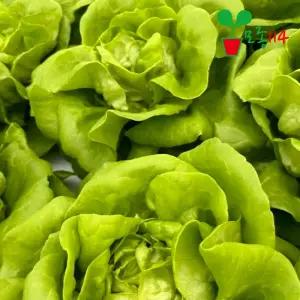 유럽상추 버터헤드 모종 (3개) 베란다 텃밭 시장 채소 씨앗 상추 묘종