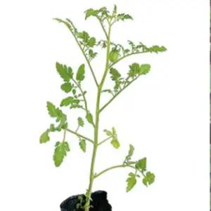 빨강 대추방울토마토모종 포트묘 10개 cs263