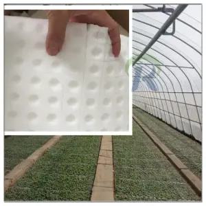 수경 재배 스마트팜 모종 블럭 스펀지 스폰지 발아 사각 블록 수경재배 포트